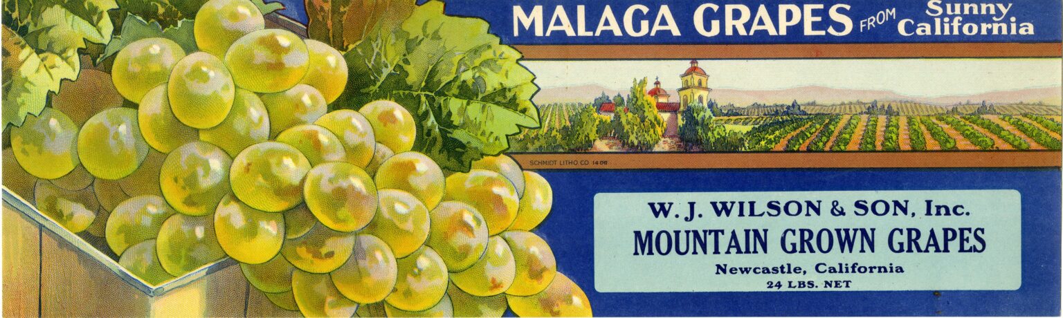 Mountain Grown Grapes